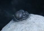 Small Gerastos Trilobite From Morocco #2079-3
